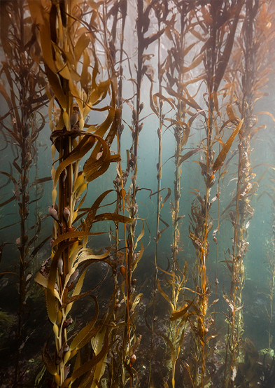 POSTER CIENTÍFICO: Mapeo de Bosques de Macroalgas en la Patagonia argentina - Por el Mar