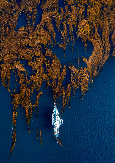 NUEVO PAPER: Bosques de macroalgas, desprotegidos ante intesificación de olas de calor marinas - Por el Mar