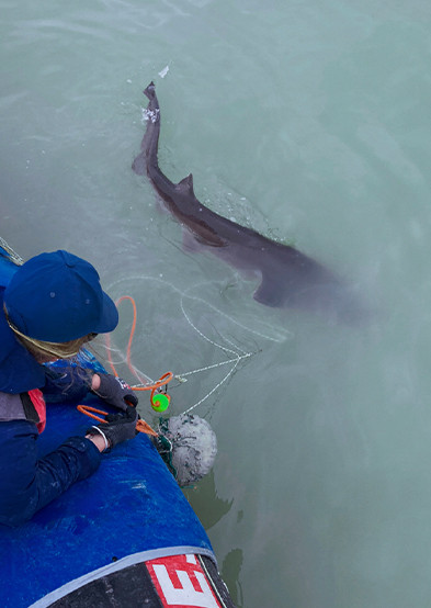 SCIENTIFIC POSTER: Monitoring Threatened Sharks and Other Coastal Fish - Por el Mar